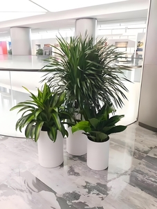 海曙绿植租摆方案，让绿色装点你的每一寸空间！